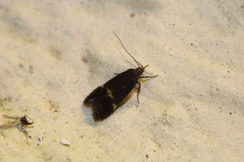 Eulamprotes atrella